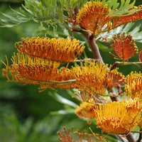 Southern Silky Oak Grevillea Robusta Ornamental Tree Seeds