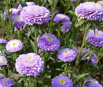 Aster Pompon Light Blue Callistephus Chinensis – Dwarf Pompon Garden Flower Seeds