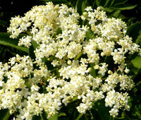 Butterfly Weed White Asclepias Incarnata – Pollinator-Friendly Flower Seeds