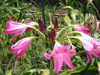 Crinum Lily Birthday – Garden Flower Seeds