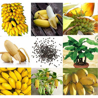 Ornamental Banana Tree Dwarf Perennial Garden Plant Seeds