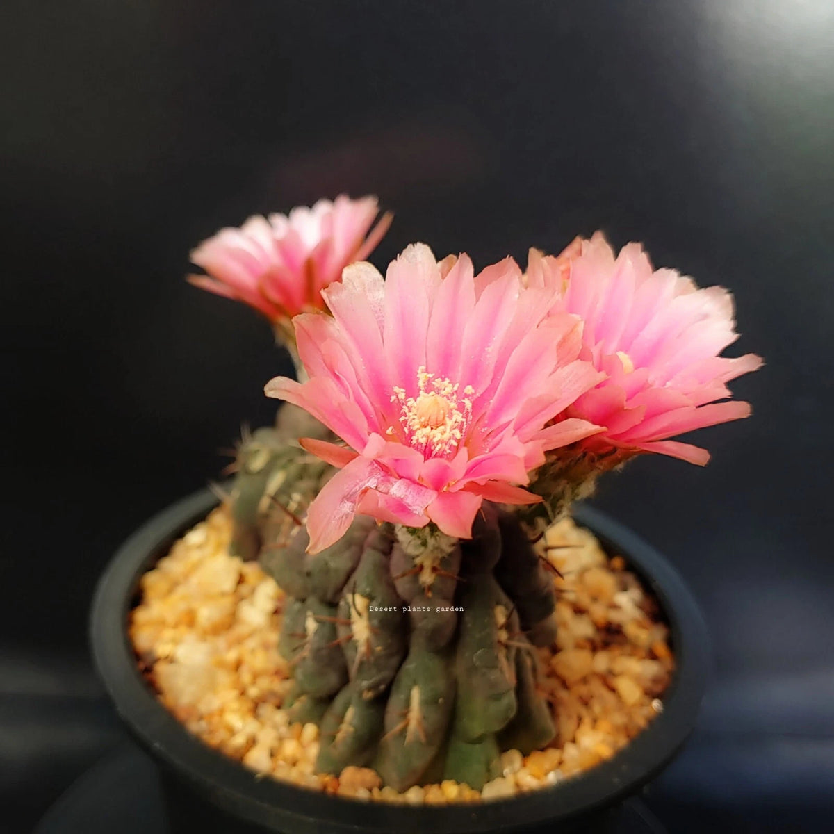 Eriosyce Odieri Subsp Glabrescens – Succulent Cactus Garden Seeds