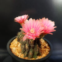 Eriosyce Odieri Subsp Glabrescens – Succulent Cactus Garden Seeds