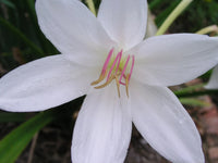 Crinum Lily Carolina – Garden Flower Seeds for Planting