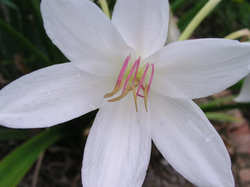 Crinum Lily Carolina – Garden Flower Seeds for Planting