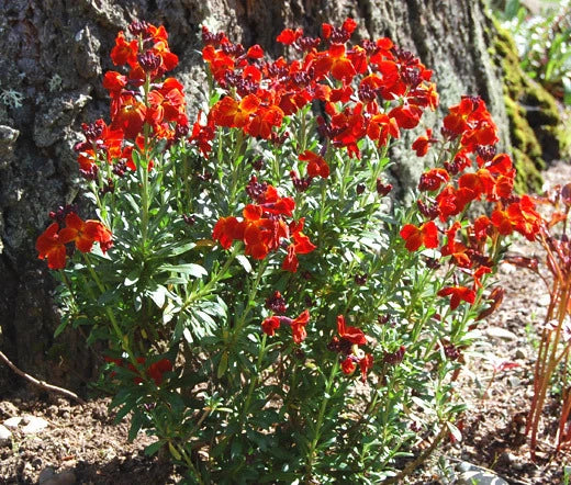 English Wallflower Cheiranthus Cheiri Hardy Garden Flower Seeds