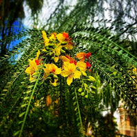 Parkinsonia Aculeata Seeds Mexican Palo Verde Shrub Tree Jerusalem Thorn Flower Seeds for Home and Garden
