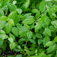 Mexican Dream Herb Calea Zacatechichi – Flowering Herb Seeds