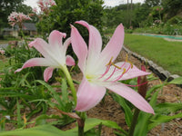 Crinum Lily Pink Perfume Small-size Bulb New Fragrant - Flower Seeds