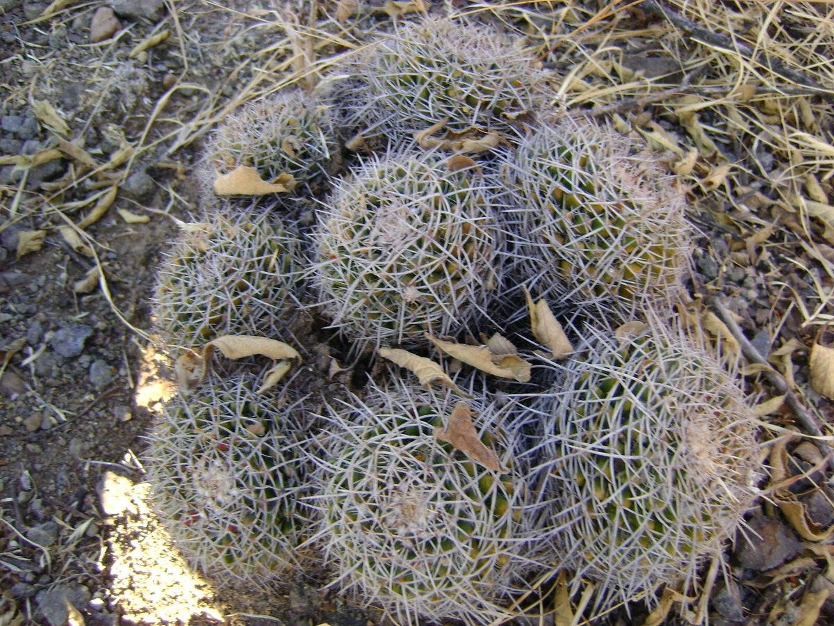 Mammillaria Nejapensis Decorative Cactus Garden Seeds