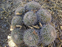 Mammillaria Nejapensis Decorative Cactus Garden Seeds