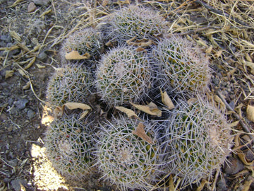 Mammillaria Nejapensis Decorative Cactus Garden Seeds