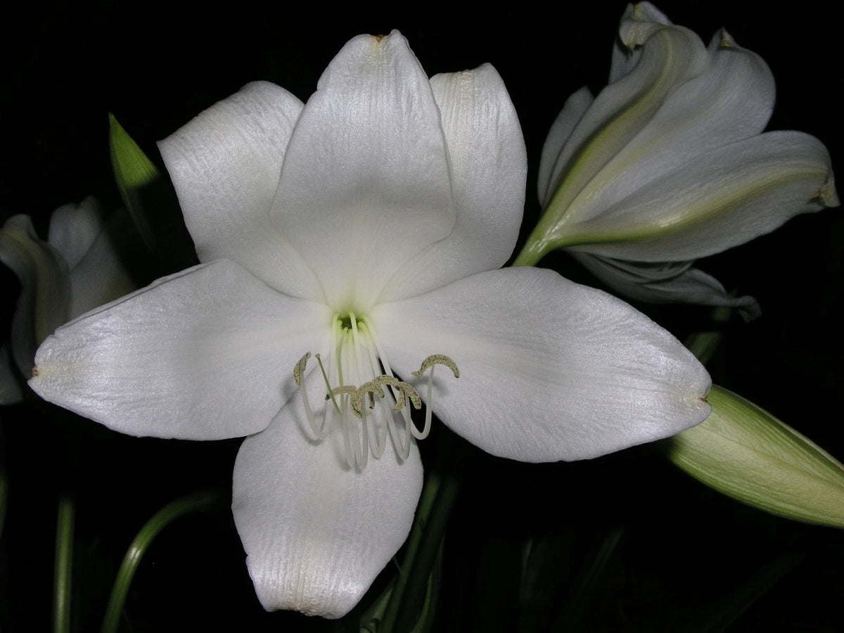Crinum Lily Jagus – Garden Flower Seeds