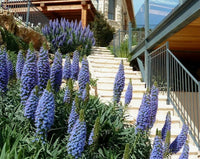 Echium Candicans Seeds Pride Of Madeira Category eg, Flower Seeds