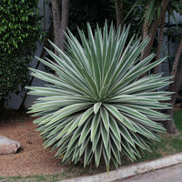 Agave Angustifolia Marginata – Hardy Succulent Plant Seeds