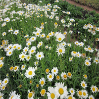 Marguerite Alaska Chrysanthemum Leucanthemum – Perennial Flower Seeds