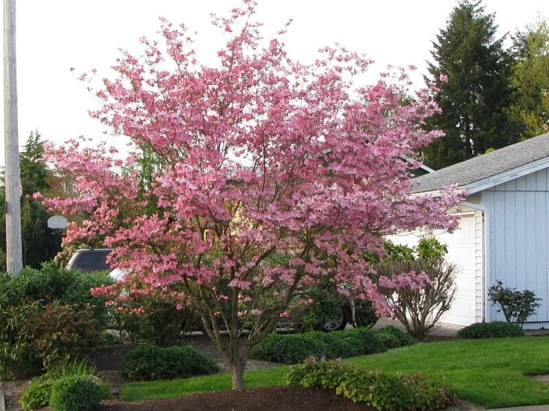 Pink Flowering Dogwood Cornus Florida Rubra – Cold Hardy Tree Seeds