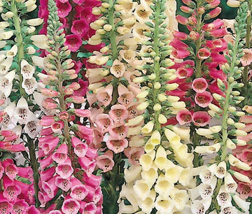 Foxglove Excelsior Mix Digitalis Purpurea – Perennial Garden Flower Seeds