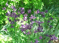 Purple Columbine Aquilegia – Colorful Perennial Flower Seeds