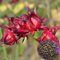 Rosella Edible Vegetable Flower Seeds