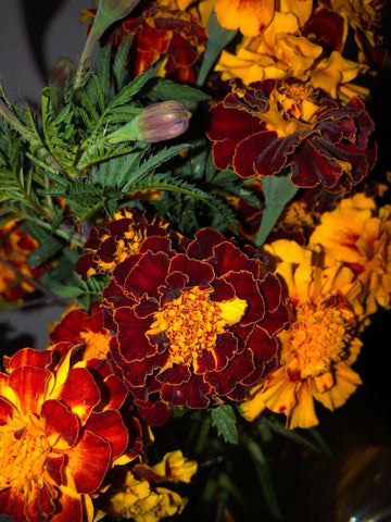 French Marigold Red Orange Mix Colorful Garden Flower Seeds