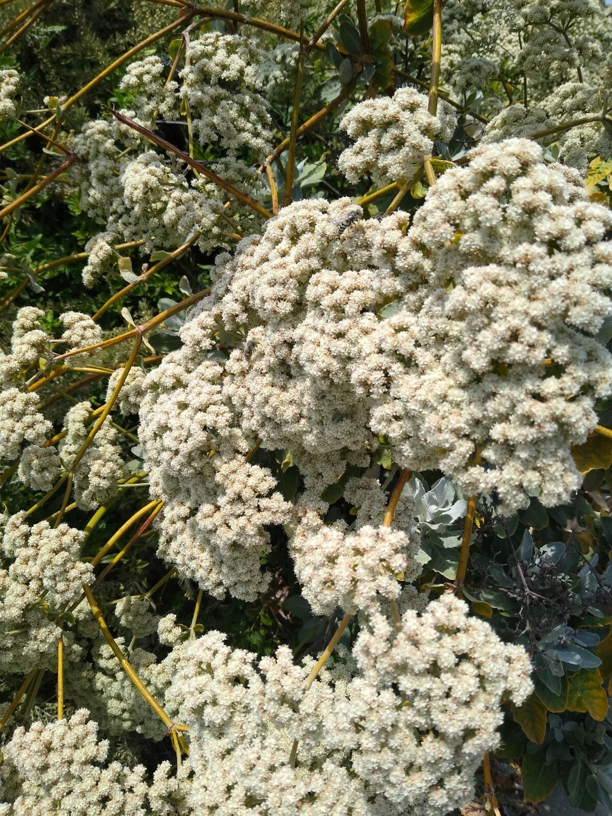 California Buckwheat Eriogonum Fasciculatum – Hardy Wildflower Seeds
