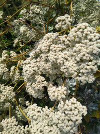 California Buckwheat Eriogonum Fasciculatum – Hardy Wildflower Seeds