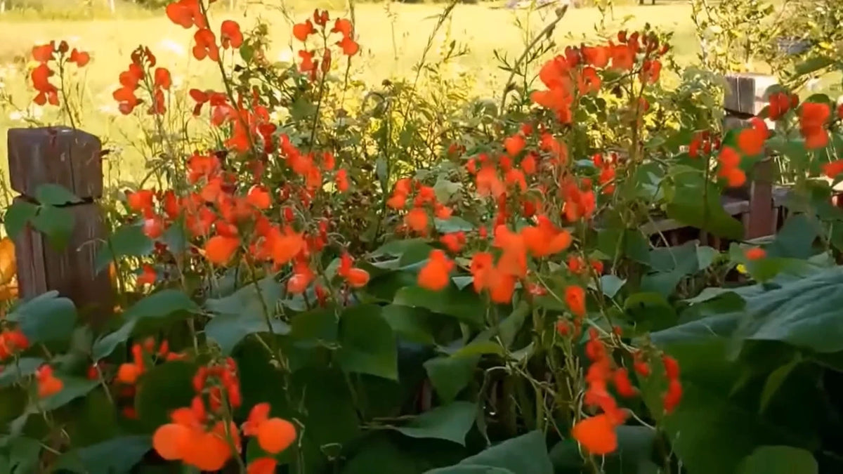 Phaseolus Coccineus Scarlet Emperor Runner Bean Vine – Flower Seeds