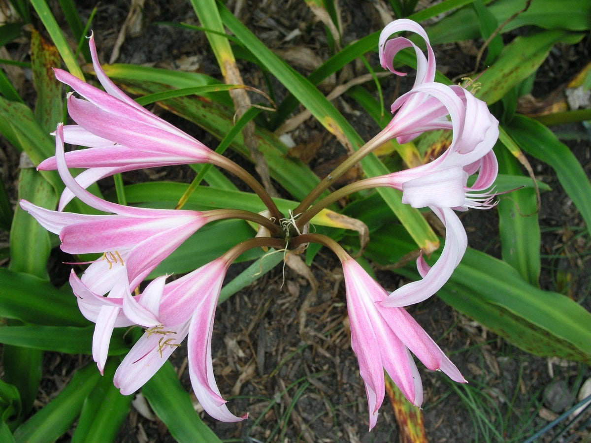 Crinum Lily Jubilee Large Blooming-size Bulb New Very Fragrant -