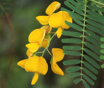 Sesbania Bispinosa Seeds Edible Multi Purpose Shrub Prickly Seban Flower Seeds for Home and Garden