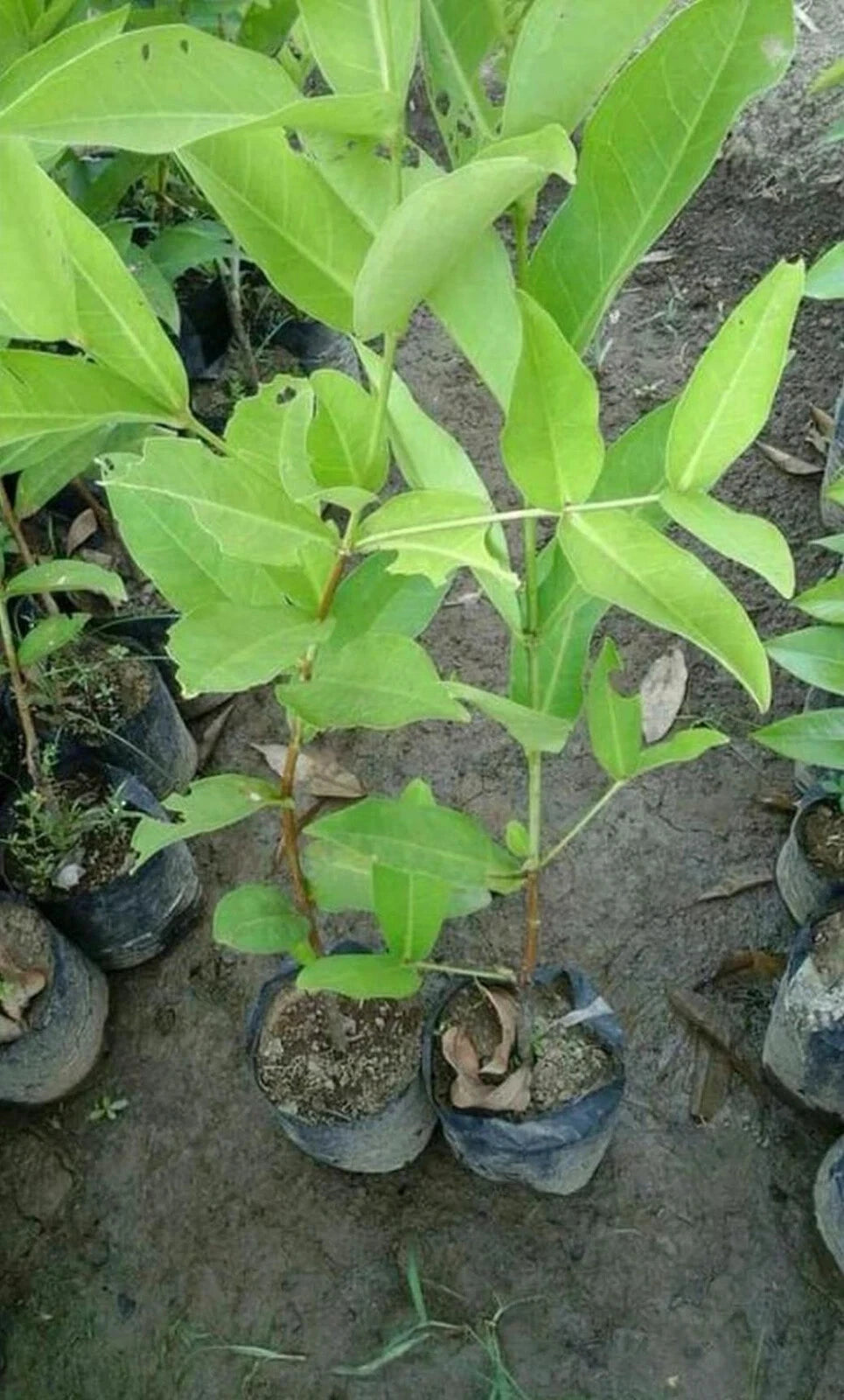 Grafteed Syzygium Aqueum Bajang – Flower Seeds
