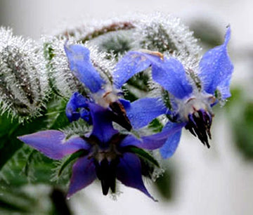 Borage Borago Officinalis – Edible Herb Flower Seeds