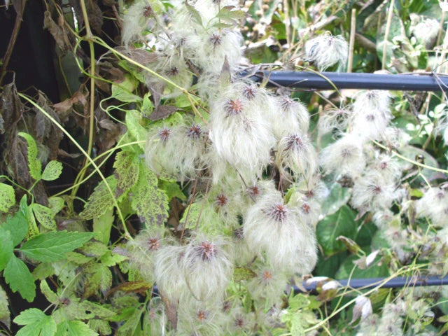 Golden Tiara Clematis Clematis Serratifolia – Climbing Flower Seeds