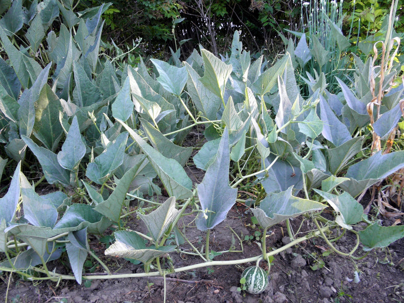 Buffalo Coyote Gourd – Climbing Vegetable Garden Seeds