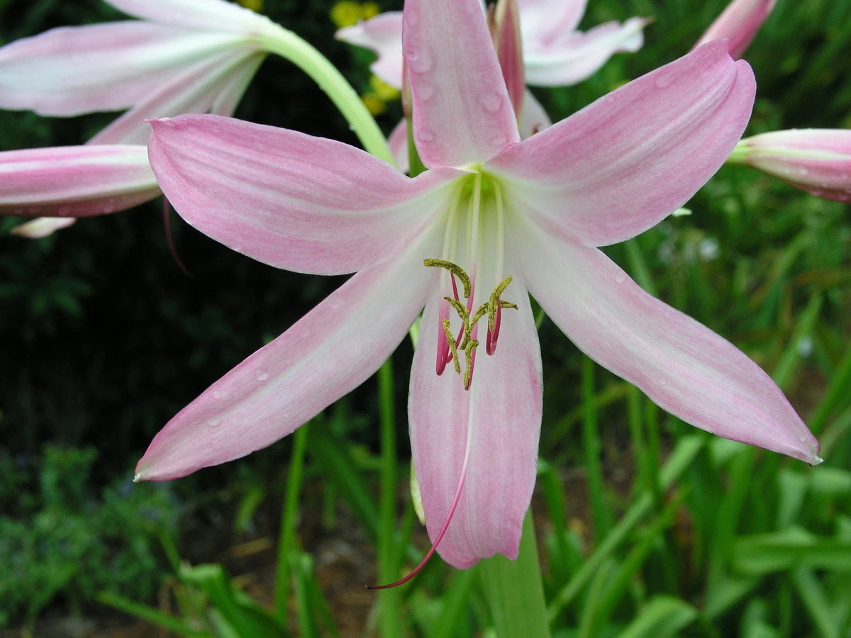 Crinum Lily Pink Mystery Small-size Bulb - Flower Seeds