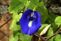 Butterfly Pea Clitoria Ternatea – Blue Climbing Flower Seeds