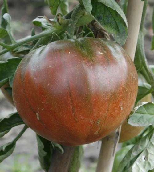 Bulk Seeds Huge – Garden Vegetable Seeds