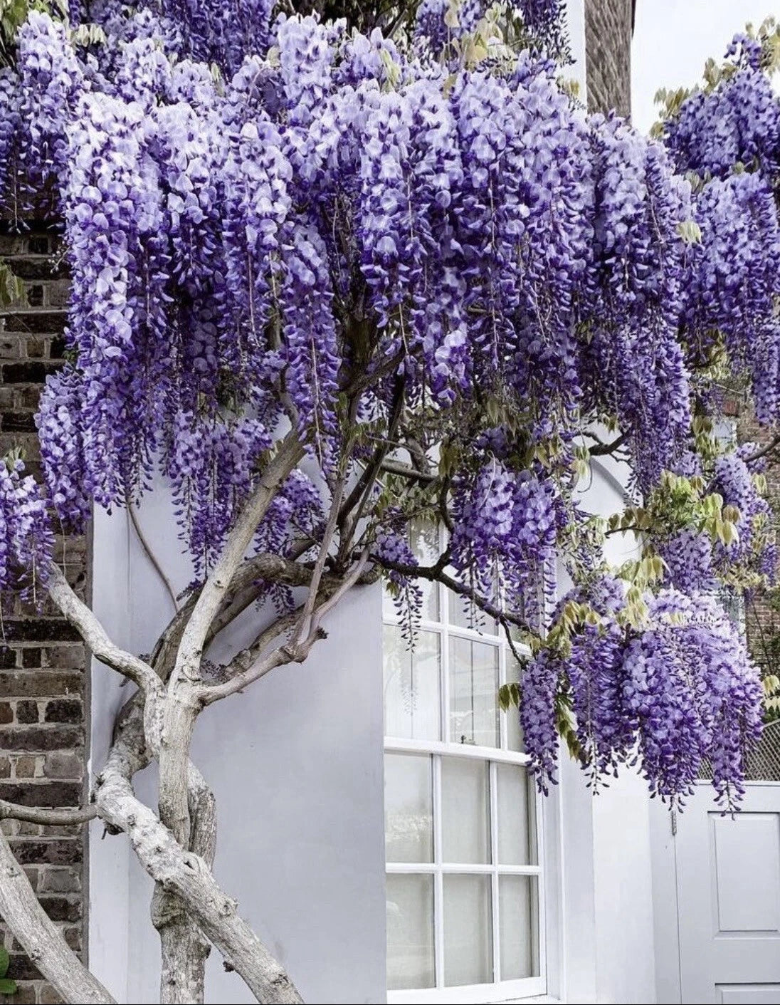 Blue Rain Wisteria – Climbing Flowering Vine Seeds