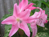 Crinum Lily Worsleyi Large Blooming-size Bulb New - Flower Seeds