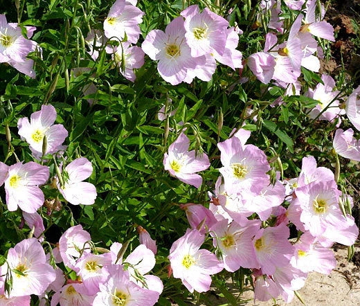Evening Primrose Oenothera Speciosa Colorful Garden Flower Seeds