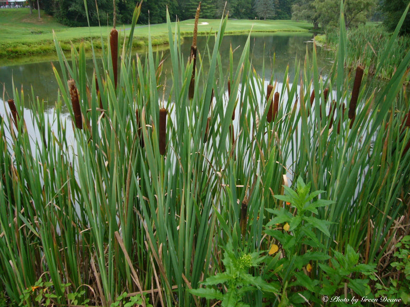Cattail Typha Latifolia Bulk Wetland Perennial Flower Seeds