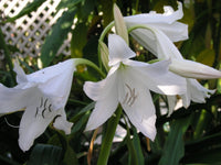 Crinum Lily White Prince Medium-Size Bulb