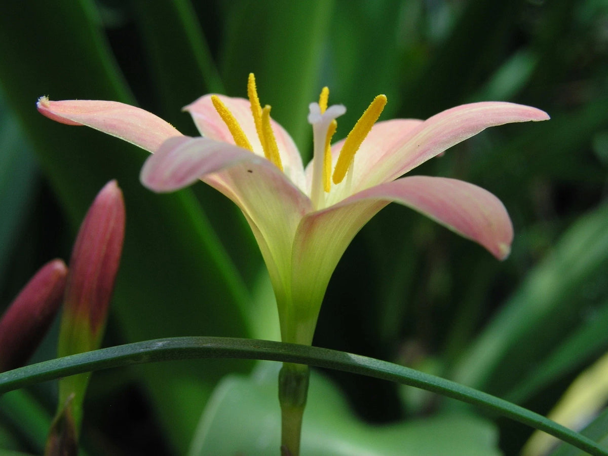 Rain Lily Zephyranthes Batik – Perennial Garden Flower Seeds