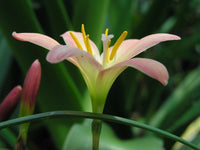 Rain Lily Zephyranthes Batik – Perennial Garden Flower Seeds