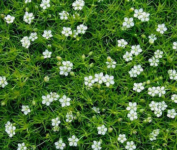 Irish Moss Pearlwort Sagina Subulata – Ground Cover Garden Seeds