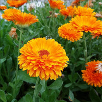 Calendula Pacific Beauty Mix – Garden Flower Seeds