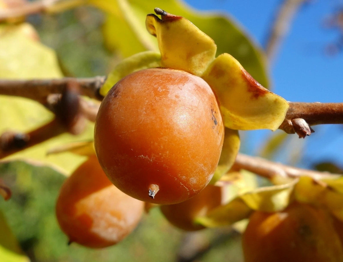 Date Plum Persimmon Diospyros Lotus Healthy Edible Fruit Tree – Fruit