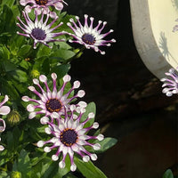 Rara Margherita Africana – Colorful, Mixed Flower Seeds