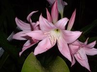 Crinum Lily J C Harvey Medium-Size Bulb