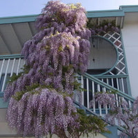 Wisteria Sinensis – Fragrant Hardy Climbing Vine Seeds